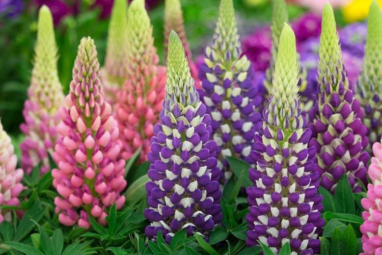 Lupin - photo