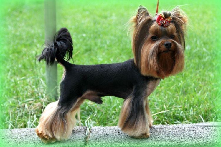 Yorkshire Terrier - Races de petits chiens pour un appartement