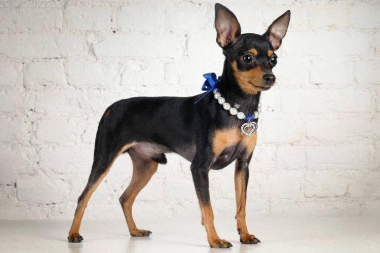 Ratier de Prague - Races de petits chiens pour un appartement