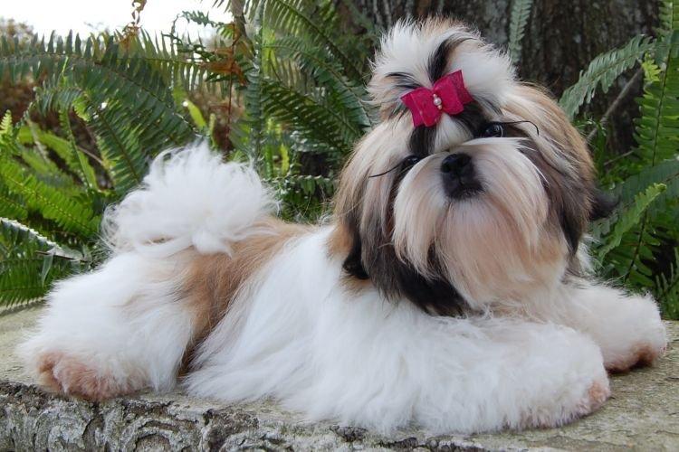 Shih Tzu - Races de petits chiens pour un appartement