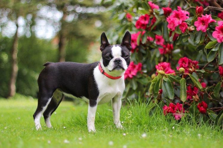 Boston Terrier - Races de petits chiens pour un appartement