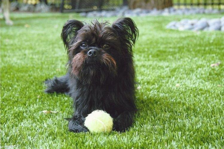 Affenpinscher - Races de petits chiens pour un appartement