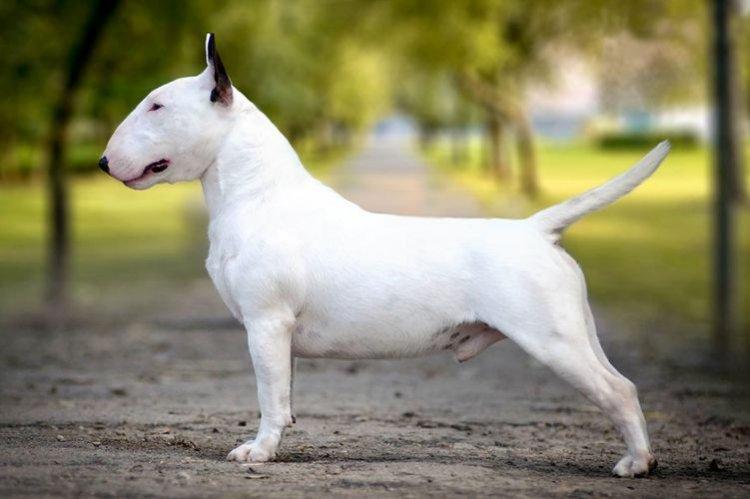 Bull Terrier miniature - Races de petits chiens pour un appartement