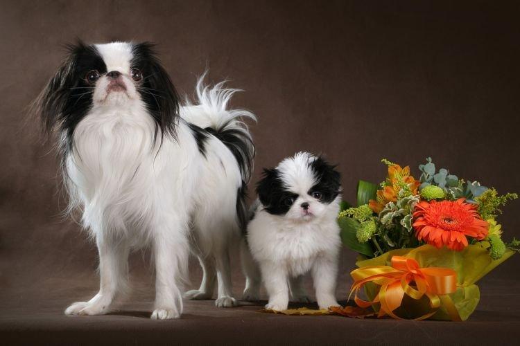 Menton japonais - Races de petits chiens pour un appartement
