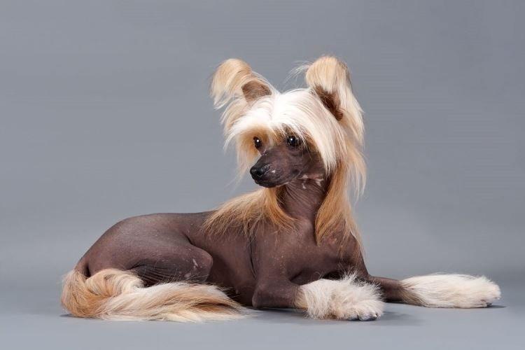 Chinois à crête - Races de petits chiens