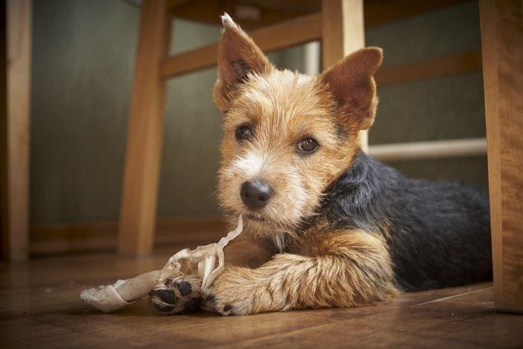 Norwich Terrier - Races de petits chiens
