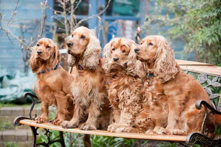 Cocker Spaniel - Races De Petits Chiens