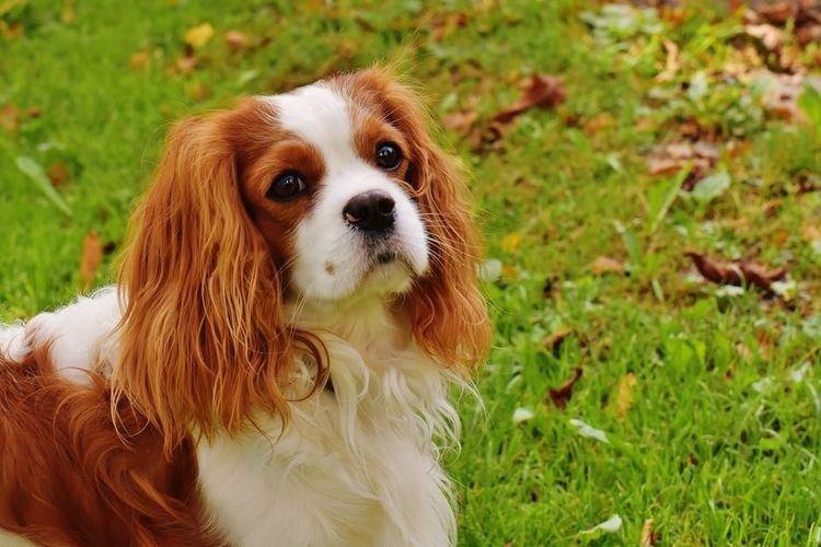 Cavalier King Charles Spaniel - Races de Petits Chiens