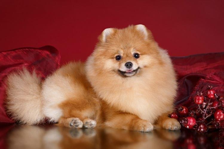 Poméranie - Races de petits chiens