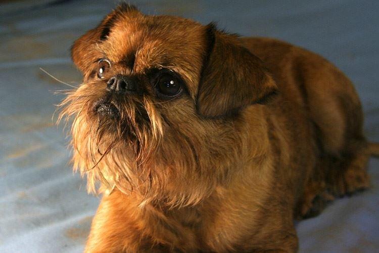 Griffon de Bruxelles - Races de Petits Chiens