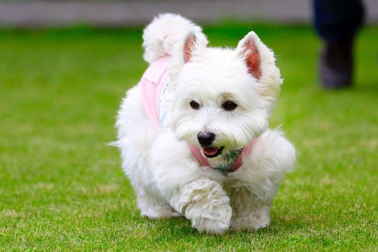 West Highland White Terrier - Races de petits chiens