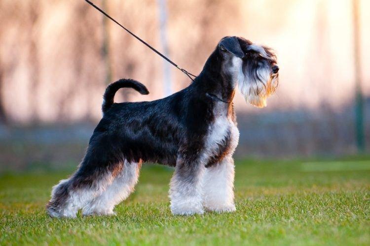 Schnauzer nain - Races de petits chiens