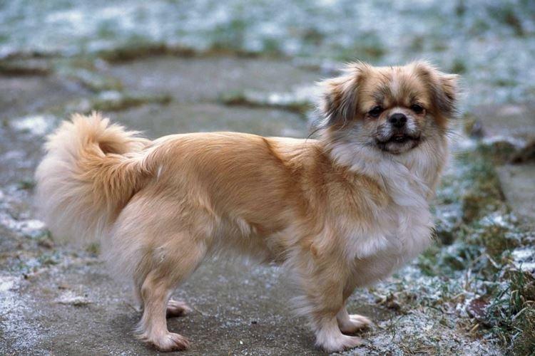 Épagneul Tibétain - Races De Petits Chiens