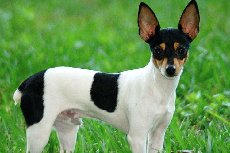 Toy Fox Terrier - Races de petits chiens