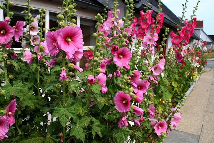 Caractéristiques générales - Malva