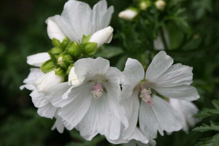 Mauve musquée - Types de mauve