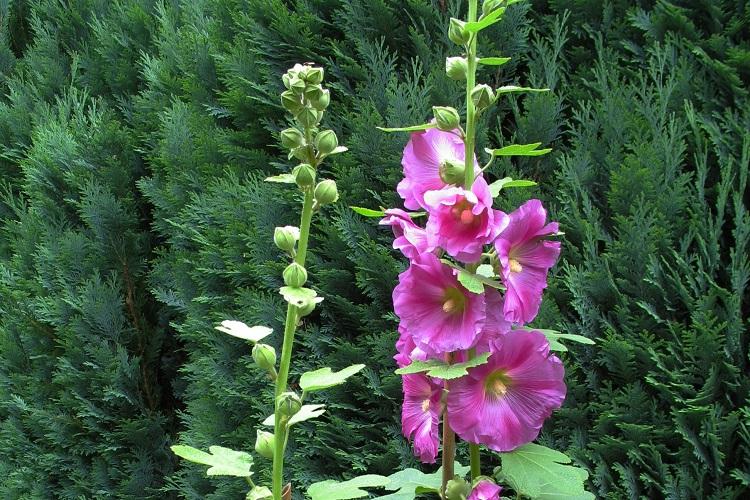 Mauve ridée - Types de mauve