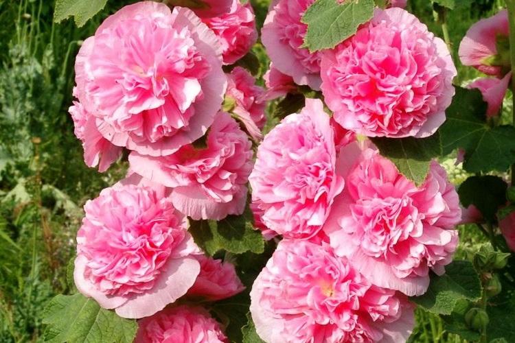 Mauve hybride - Types de mauve