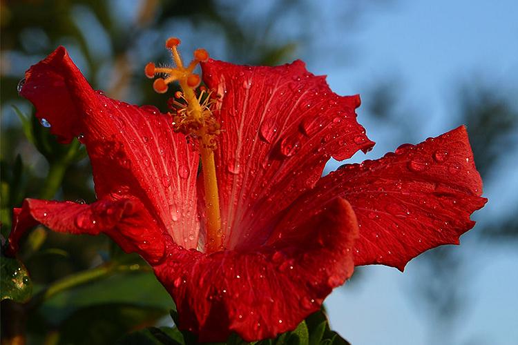 Mauve soudanaise - Types de mauve