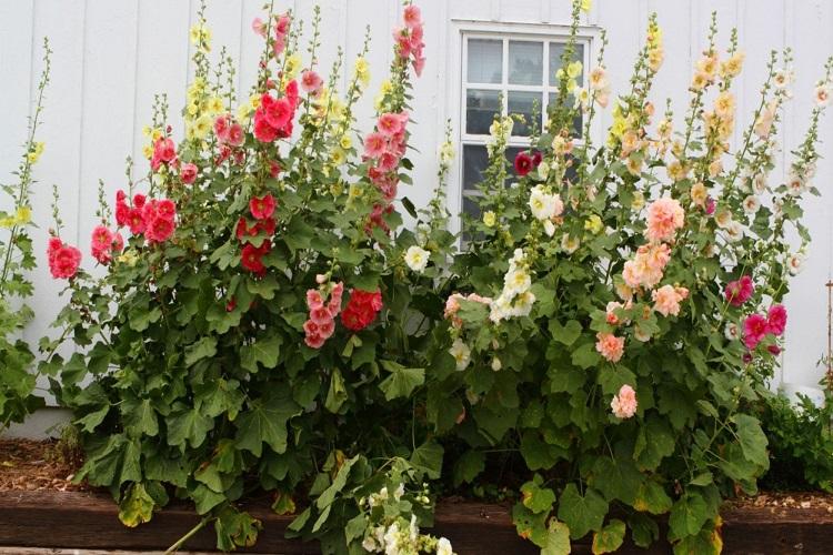 Desserrer - Prendre soin de la mauve