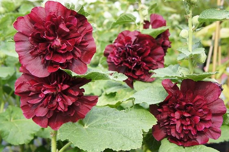 Graines - Reproduction et plantation de mauve