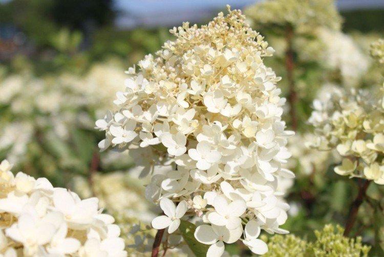 Hortensia paniculata grandiflora