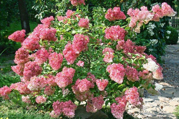 Hydrangea paniculata Feu Magique