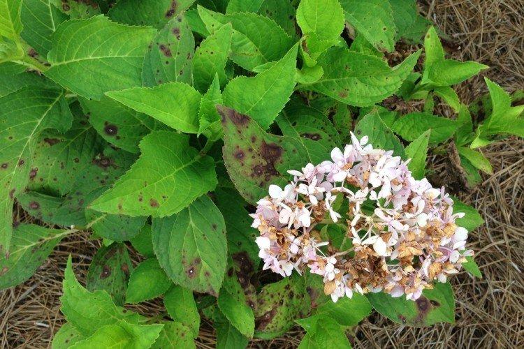 Lutte contre les parasites et les maladies - Hortensia à panicule