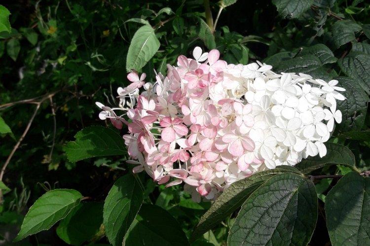 Hortensia panicule - photo