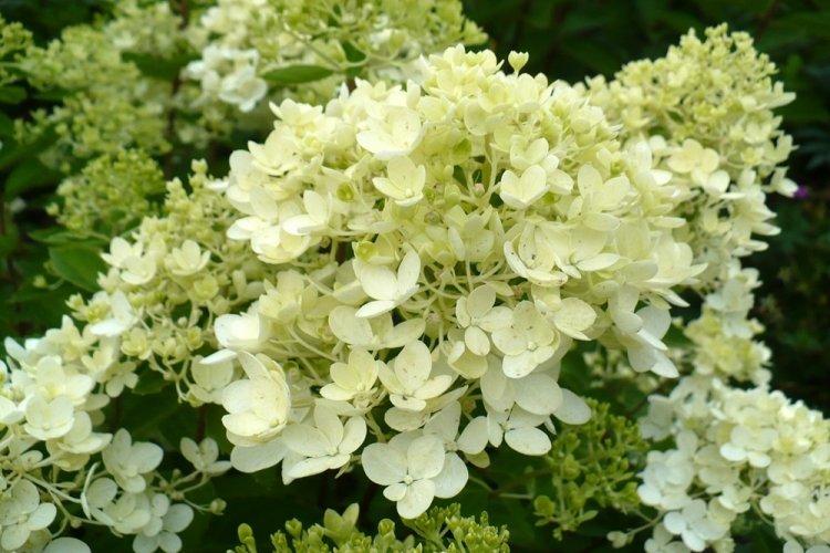 Hortensia panicule - photo