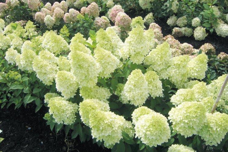 Hortensia panicule - photo