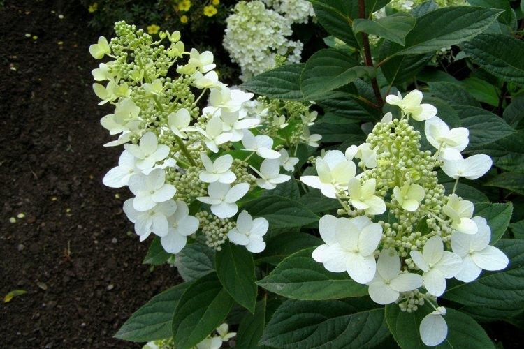 Hortensia panicule - photo