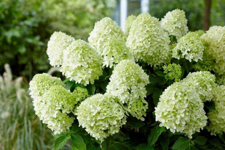 Hortensia panicule - photo