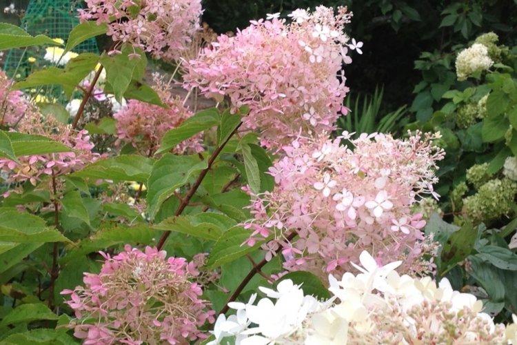 Hortensia panicule - photo