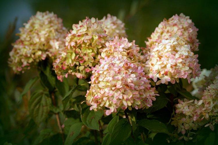 Hortensia panicule - photo