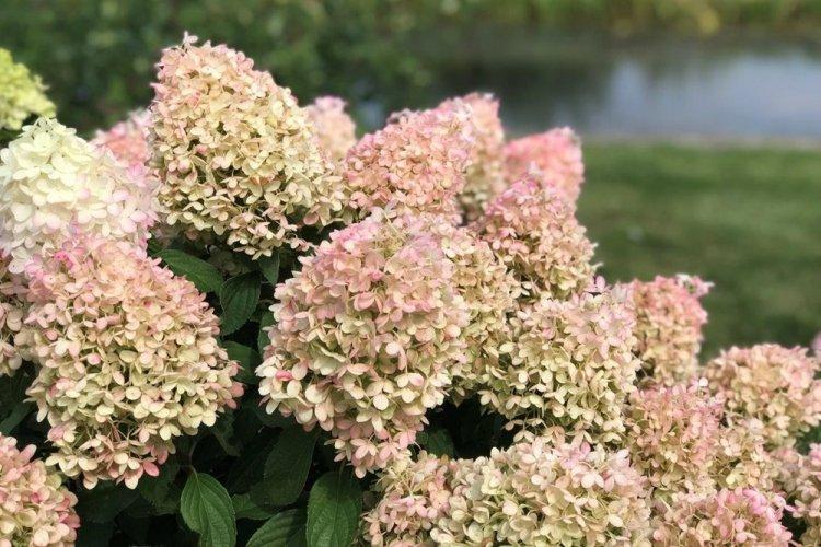 Hortensia panicule - photo