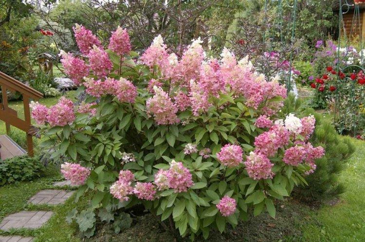 Hortensia panicule - photo