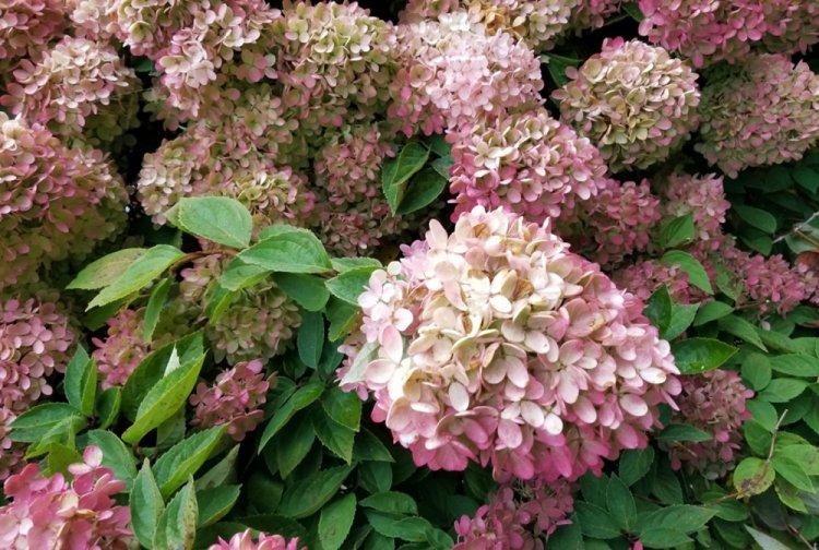 Hortensia panicule - photo