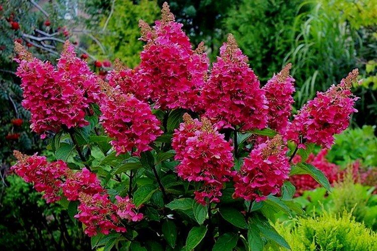 Hortensia panicule Vims rouge - les meilleures variétés pour la région de Moscou