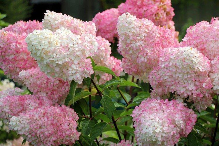 Panicle hortensia Vanilla freise - les meilleures variétés pour la région de Moscou