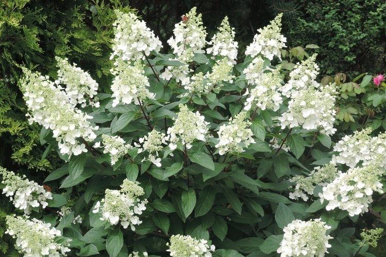 Panicle hortensia Kiushu - les meilleures variétés pour la région de Moscou