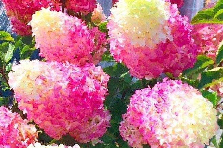 Panicle hortensia Fries Melba - les meilleures variétés pour la région de Moscou