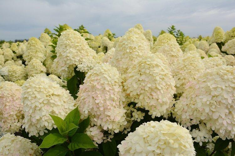 Panicle hortensia Magic Moonlight - les meilleures variétés pour la région de Moscou