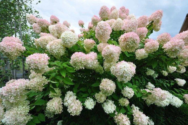 Panicle hortensia Grandiflora - les meilleures variétés pour la région de Moscou