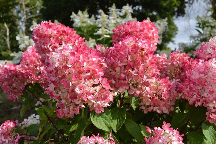 Panicle hortensia Diamond Rouge - les meilleures variétés pour la région de Moscou