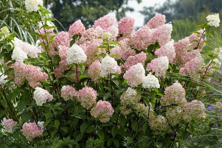 Hortensia panicule Diamantino - les meilleures variétés pour la région de Moscou