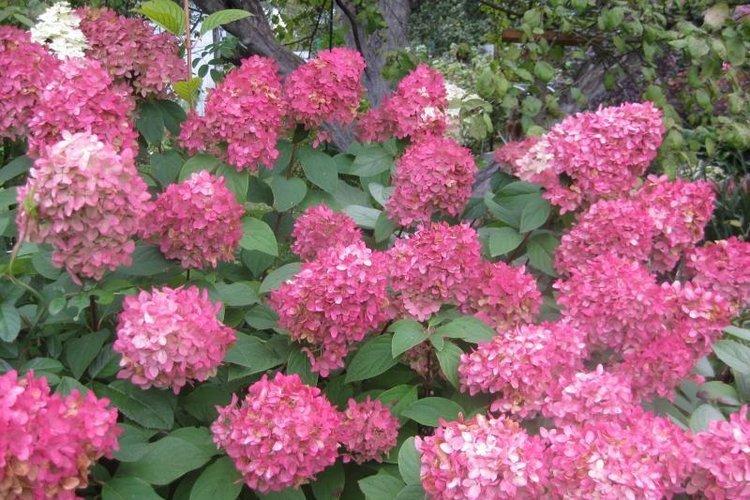 Panicle hortensia Magic Candle - les meilleures variétés pour la région de Moscou