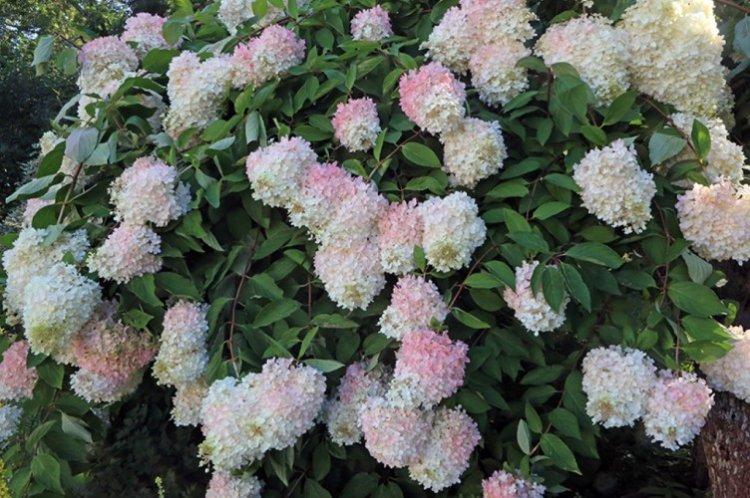Grandiflora - Variétés d'hortensia panicule