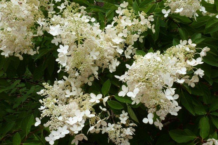 Brussels Leis - Variétés d'hortensia panicule
