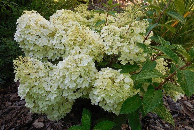 Bobo - Variétés d'hortensia panicule